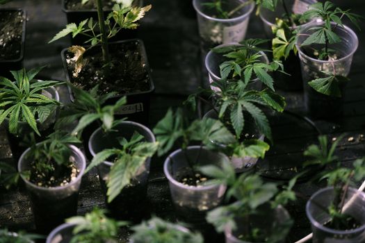 Several cannabis variety cut taken from a mother and rooted in a clear plastic cup.