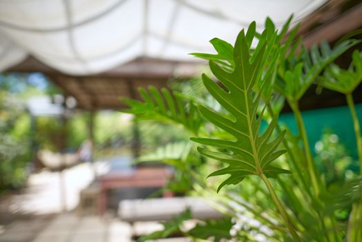 Green wavy leaves and a blurred background in the garden