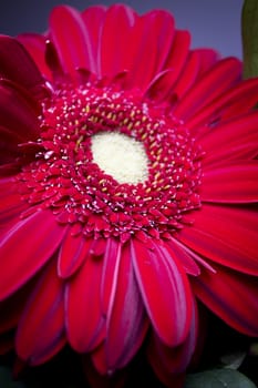 Bouquet of flowers with highlighted red daisy