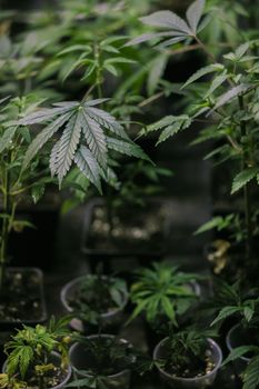 Several cannabis variety cut taken from a mother and rooted in a clear plastic cup.