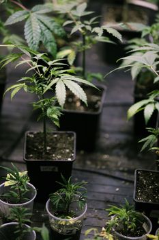 Several cannabis variety cut taken from a mother and rooted in a clear plastic cup.