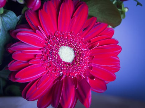 Bouquet of flowers with highlighted red daisy