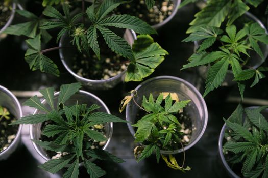 Several cannabis variety cut taken from a mother and rooted in a clear plastic cup.