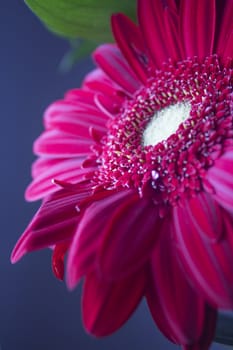 Bouquet of flowers with highlighted red daisy