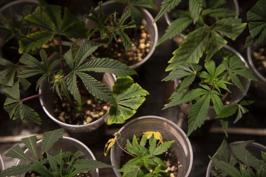 Several cannabis variety cut taken from a mother and rooted in a clear plastic cup.