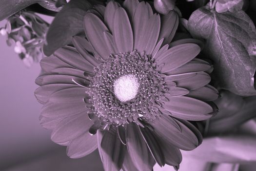 Bouquet of flowers with highlighted red daisy