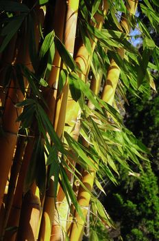 Bamboo groves with yellow stems and green leaves