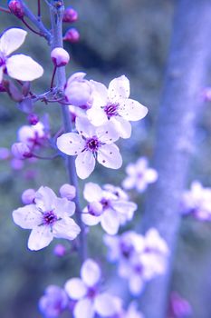 The cherry blossom in budding season