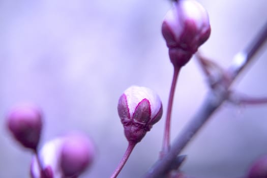 The cherry blossom in budding season