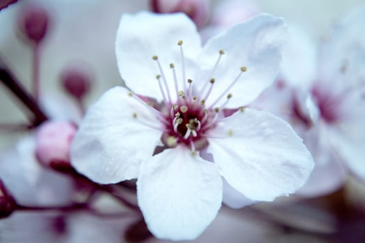 The cherry blossom in budding season