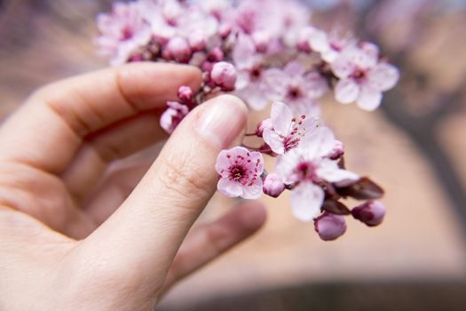 The cherry blossom in budding season