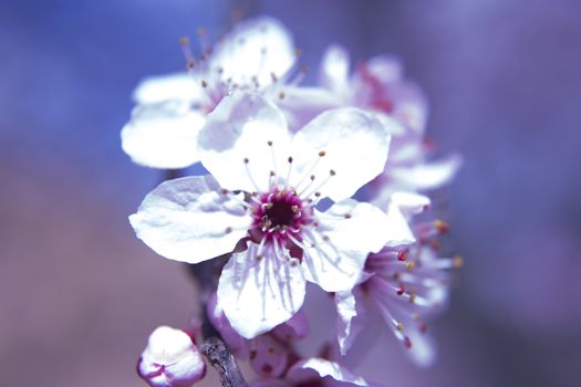 The cherry blossom in budding season