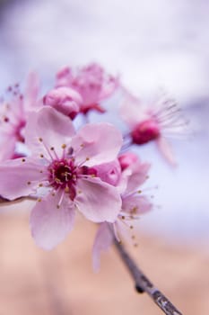 The cherry blossom in budding season
