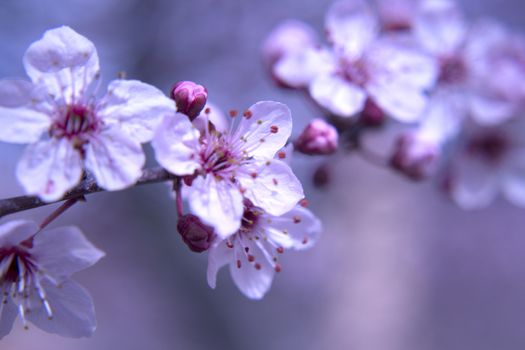 The cherry blossom in budding season
