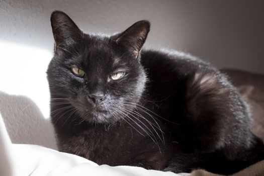 Black cat with visible lump tumor on the lip