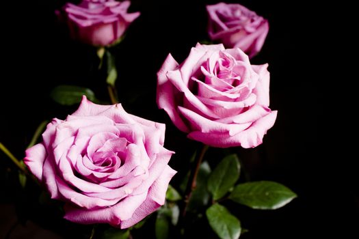 Pink lilac flower on dark background.