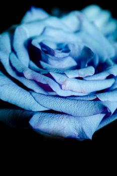 Pink lilac flower on dark background.