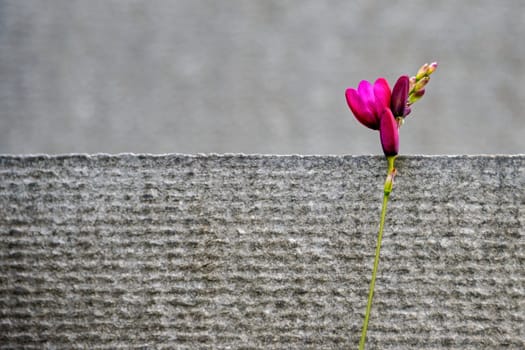 Bright pink flower blooming on the border of the structure in a gray background.