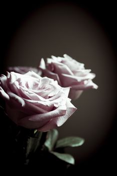 Pink lilac flower on dark background.
