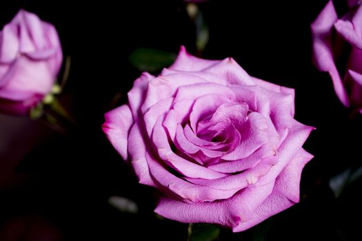 Pink lilac flower on dark background.