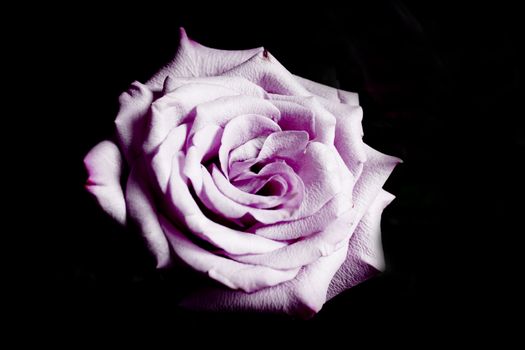 Pink lilac flower on dark background.
