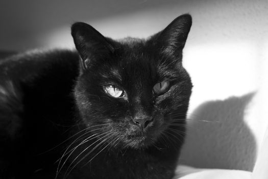Black cat with visible lump tumor on the lip