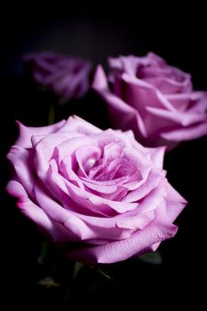 Pink lilac flower on dark background.