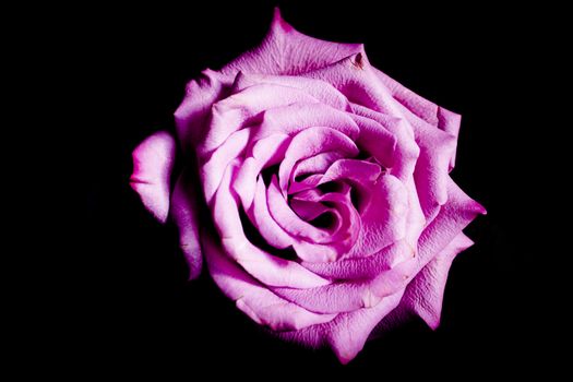 Pink lilac flower on dark background.