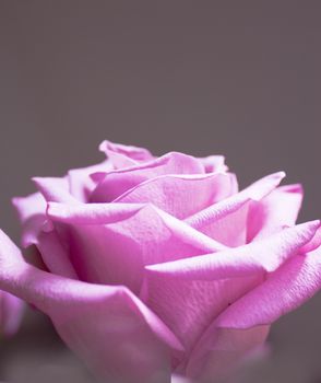 Pink lilac flower on dark background.