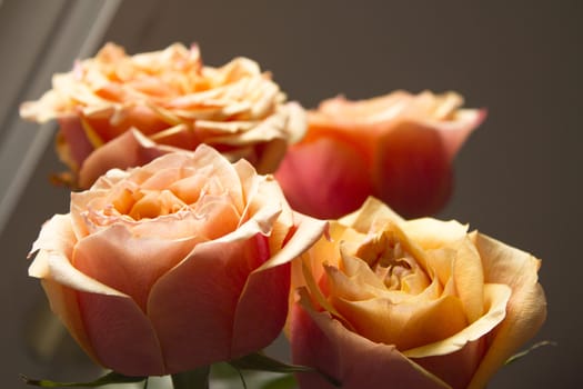 Open orange flower of the family of roses