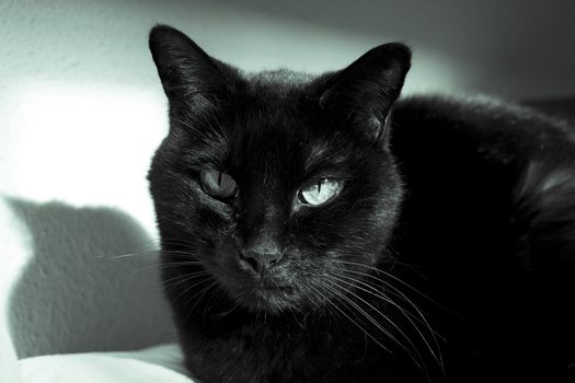 Black cat with visible lump tumor on the lip