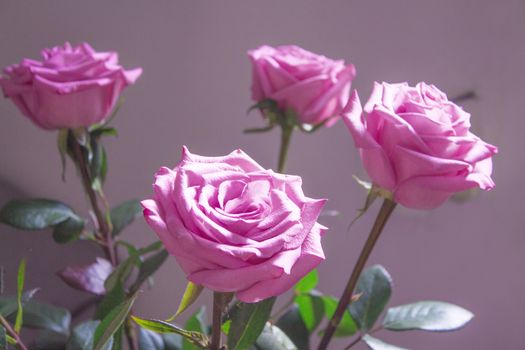 Pink lilac flower on dark background.