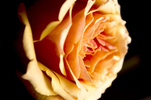 Open orange flower of the family of roses
