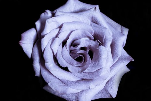 Pink lilac flower on dark background.