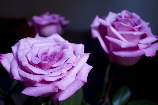 Pink lilac flower on dark background.