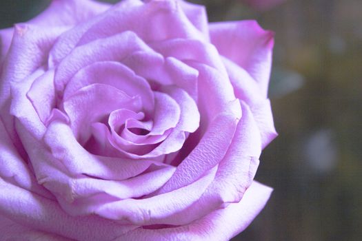 Pink lilac flower on dark background.