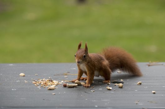 red squirrel looking for seeds and other foods and find peanuts on garden table