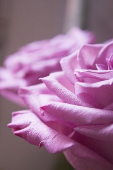 Pink lilac flower on dark background.
