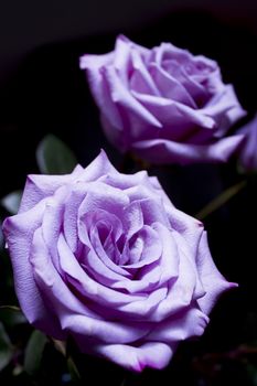 Pink lilac flower on dark background.