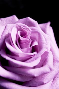 Pink lilac flower on dark background.