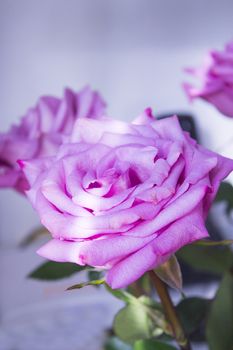 Pink lilac flower on dark background.