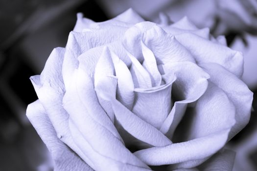 Pink lilac flower on dark background.