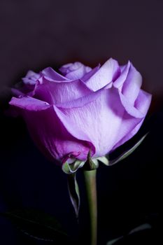 Pink lilac flower on dark background.