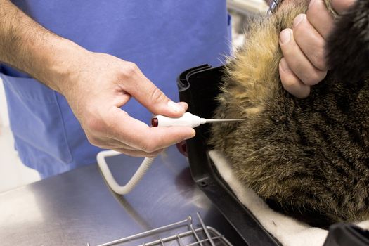 Masculine veterinarian taking a ginger cat temperature