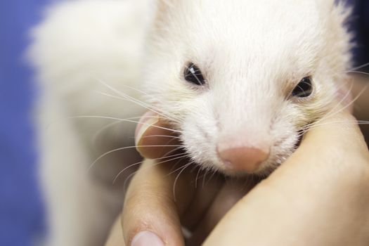 Profile portrait of a ferret. Vet gets into the body.
