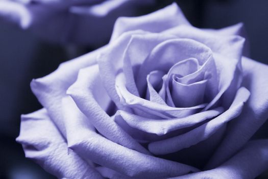 Pink lilac flower on dark background.