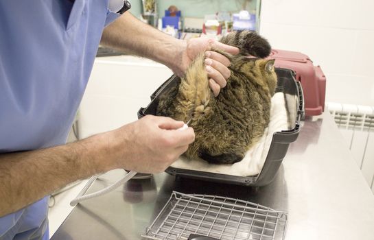 Masculine veterinarian taking a ginger cat temperature