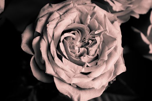 Open orange flower of the family of roses