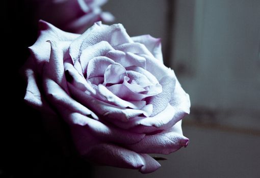 Pink lilac flower on dark background.