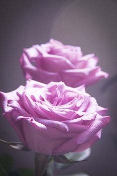 Pink lilac flower on dark background.